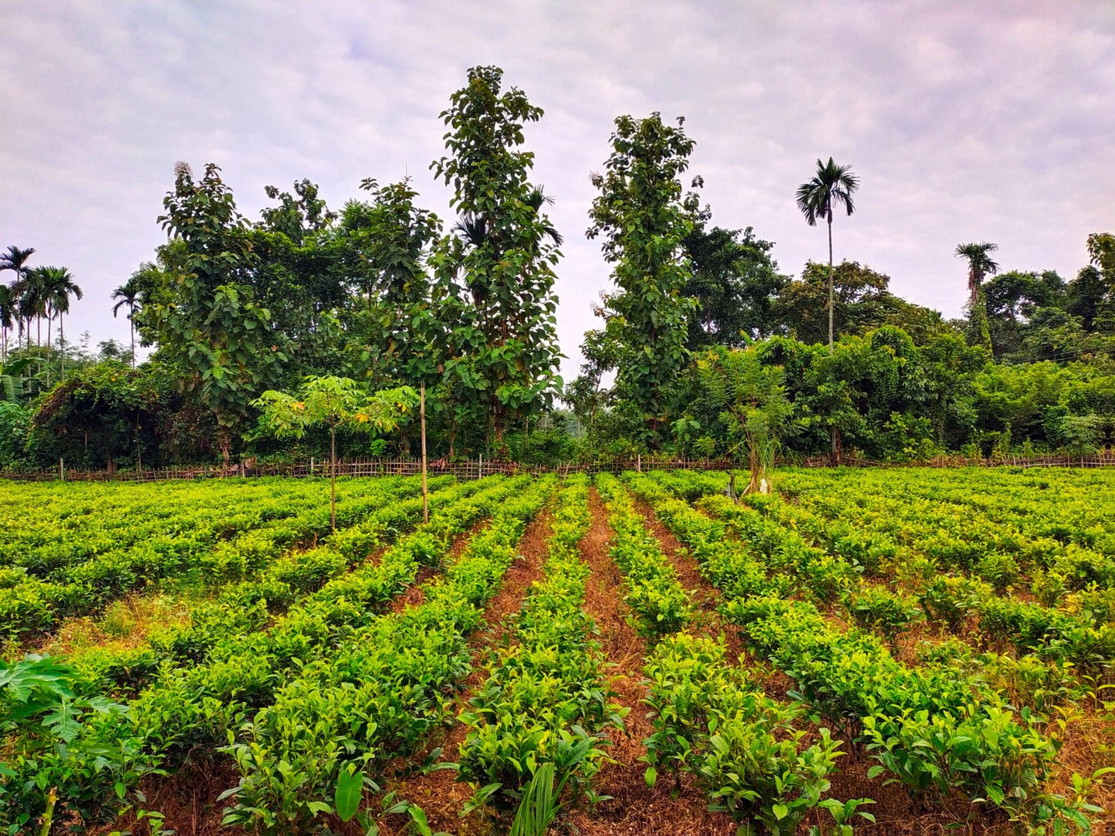 Read more about the article 5 Tips for Improving Productivity in Agribusiness